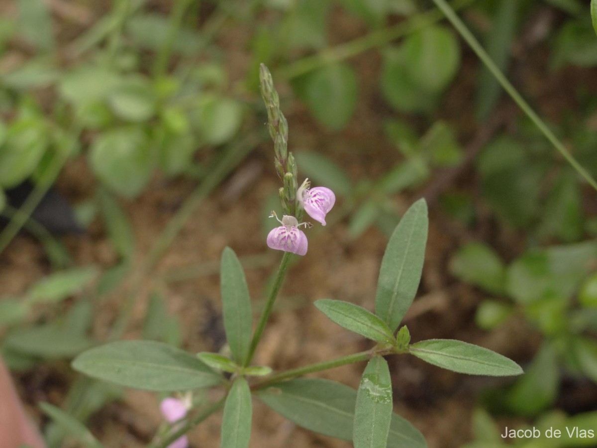 Rostellularia diffusa var. diffusa (Willd.) Nees